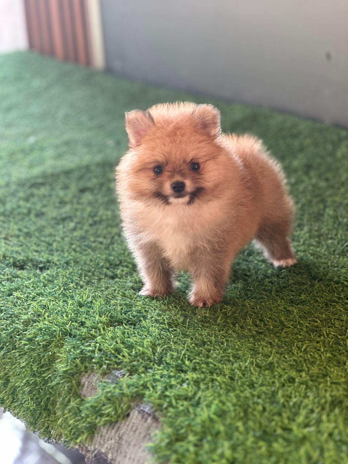 OFERTA CACHORRO POMERANIA MACHO EN SANTO DOMINGO CON SU VACUNAS AL DIA Foto 7278217-2.jpg