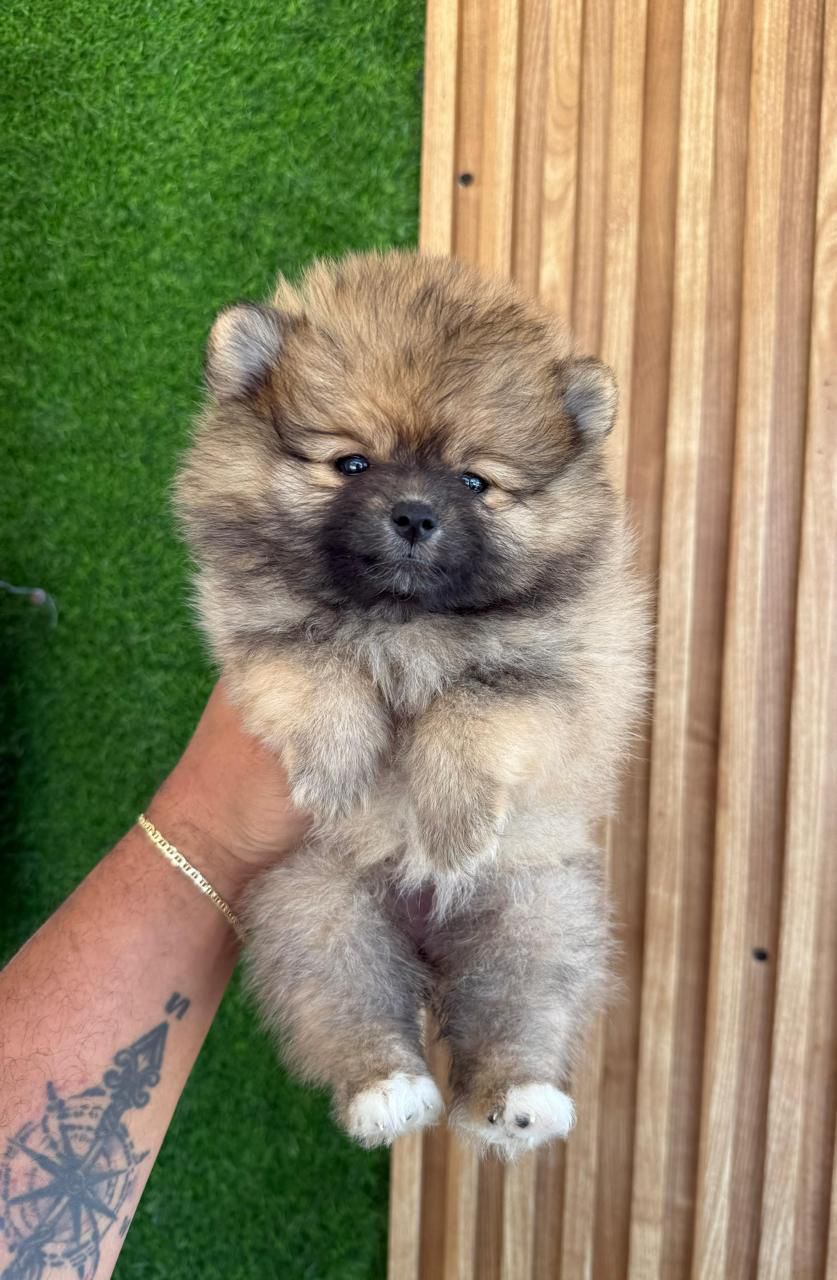 OFERTA CACHORRO POMERANIA MACHO EN SANTO DOMINGO CON SU VACUNAS AL DIA Foto 7278219-2.jpg