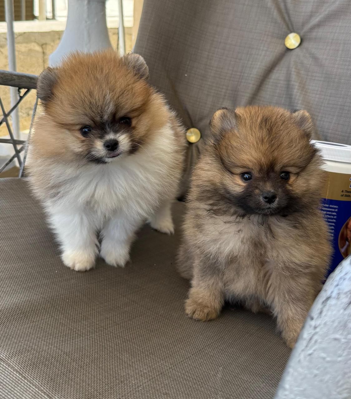 OFERTA CACHORRO POMERANIA MACHO EN SANTO DOMINGO CON SU VACUNAS AL DIA Foto 7278219-3.jpg