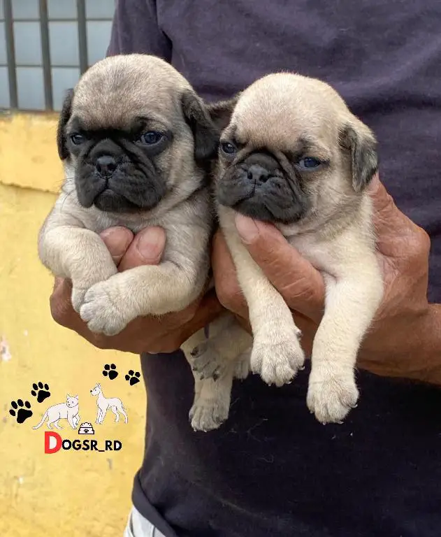 PUG Ambos Sexos  Foto 7278233-1.jpg