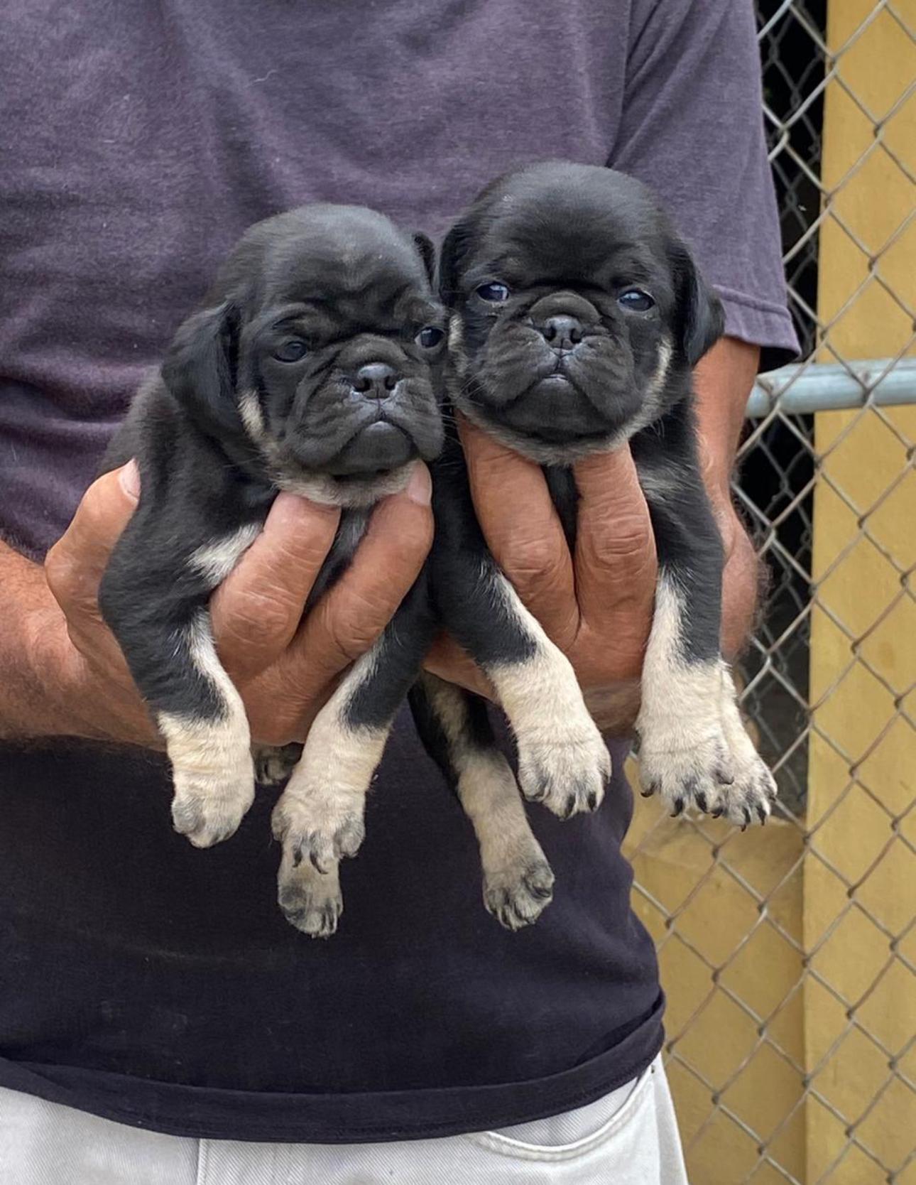 PUG Ambos Sexos  Foto 7278233-2.jpg
