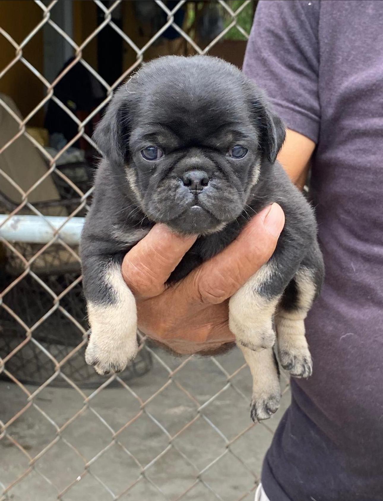 PUG Ambos Sexos  Foto 7278233-3.jpg