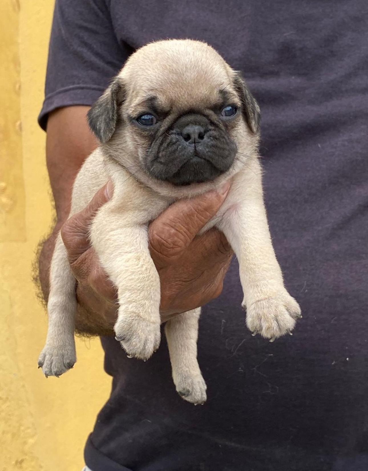 PUG Ambos Sexos  Foto 7278233-4.jpg