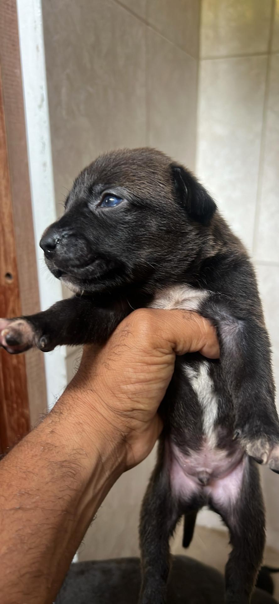 Cachorros cruce de rotwiller padre y pitbull blue nose madre  Foto 7278234-1.jpg