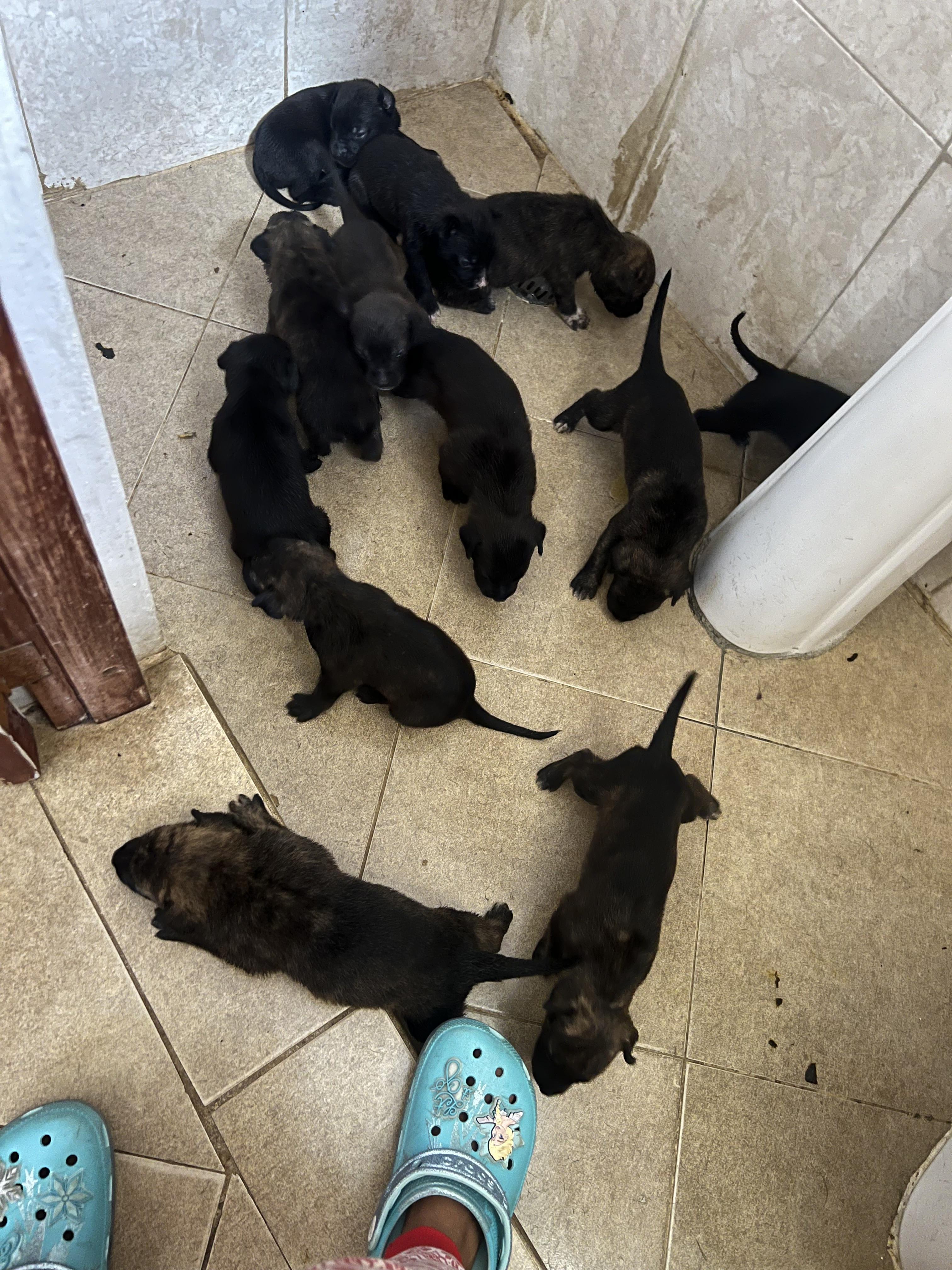 Cachorros cruce de rotwiller padre y pitbull blue nose madre  Foto 7278234-2.jpg