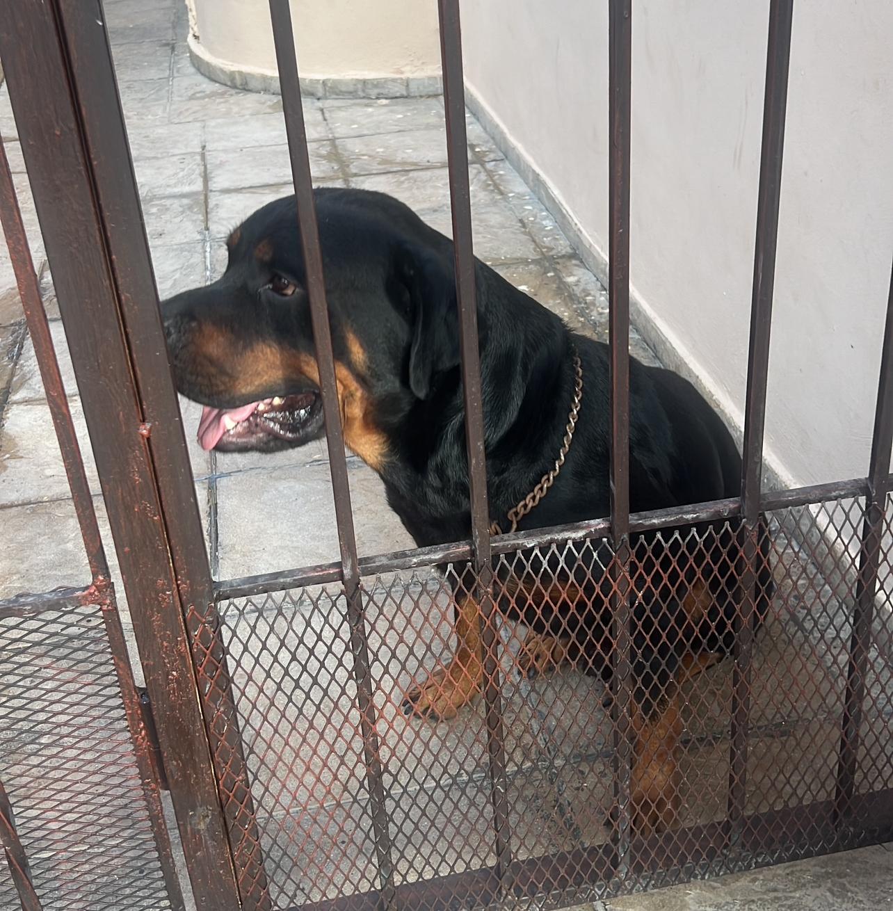 Cachorros cruce de rotwiller padre y pitbull blue nose madre  Foto 7278234-4.jpg
