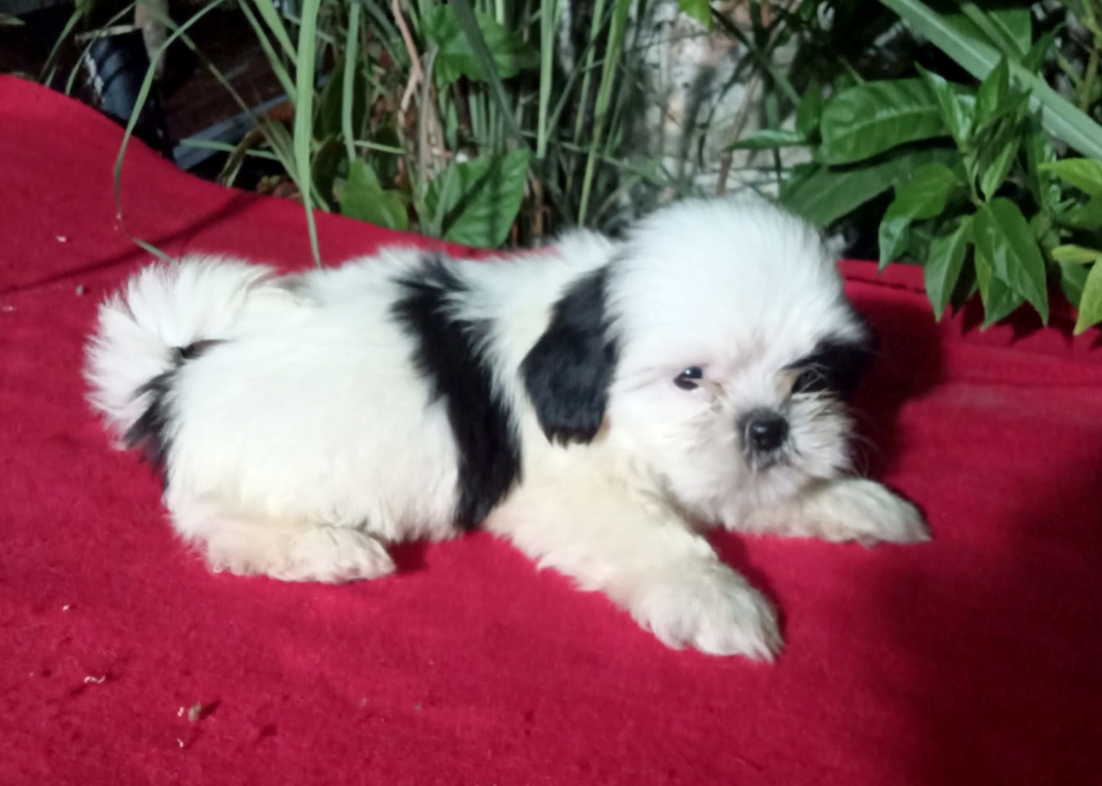 OFERTA CACHORRO SHIH TZU AMBOS SEXO EN SANTO DOMINGO Y SE ENTREGA CON  Foto 7278338-3.jpg