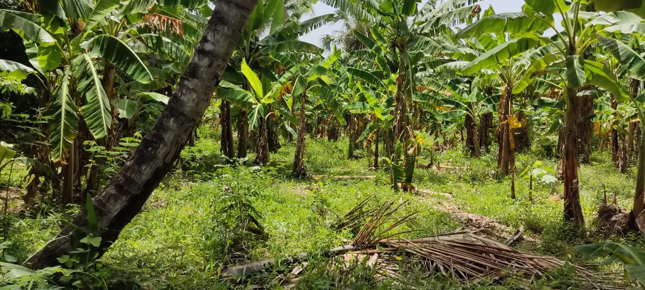 EN VENTA FINCA MANGOS Y PLATANOS CARRETON BANI Foto 7278528-10.jpg