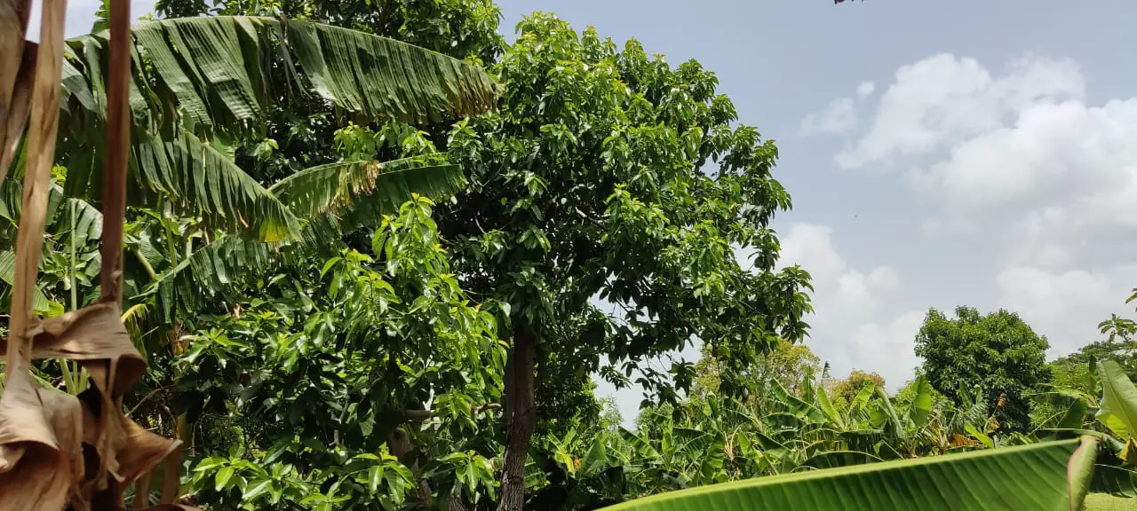 EN VENTA FINCA MANGOS Y PLATANOS CARRETON BANI Foto 7278528-11.jpg