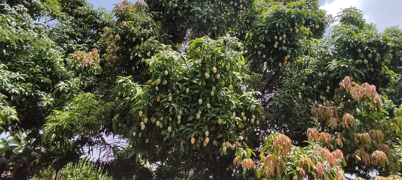 EN VENTA FINCA MANGOS Y PLATANOS CARRETON BANI Foto 7278528-2.jpg