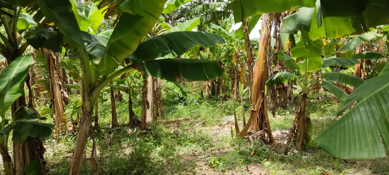 EN VENTA FINCA MANGOS Y PLATANOS CARRETON BANI Foto 7278528-5.jpg