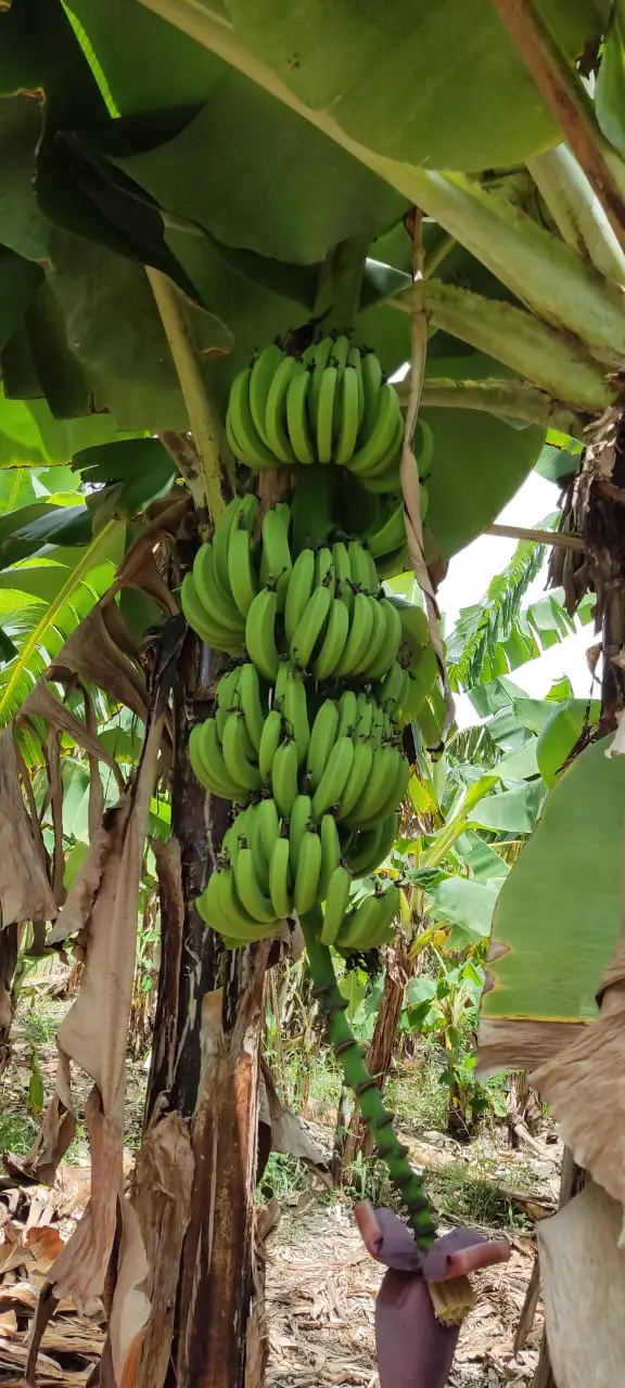 EN VENTA FINCA MANGOS Y PLATANOS CARRETON BANI Foto 7278528-6.jpg
