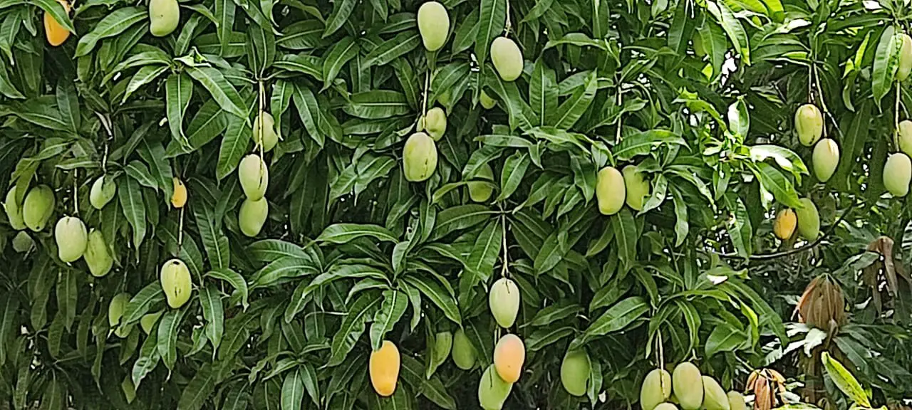 EN VENTA FINCA MANGOS Y PLATANOS CARRETON BANI Foto 7278528-9.jpg