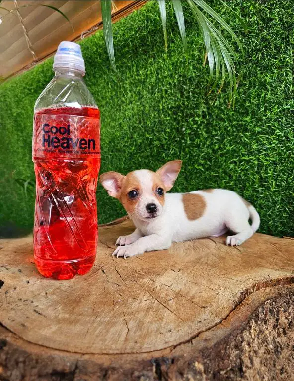 OFERTA CACHORRO CHIHUAHUA MACHO EN SANTO DOMINGO VACUNA AL DIA Foto 7278539-1.jpg