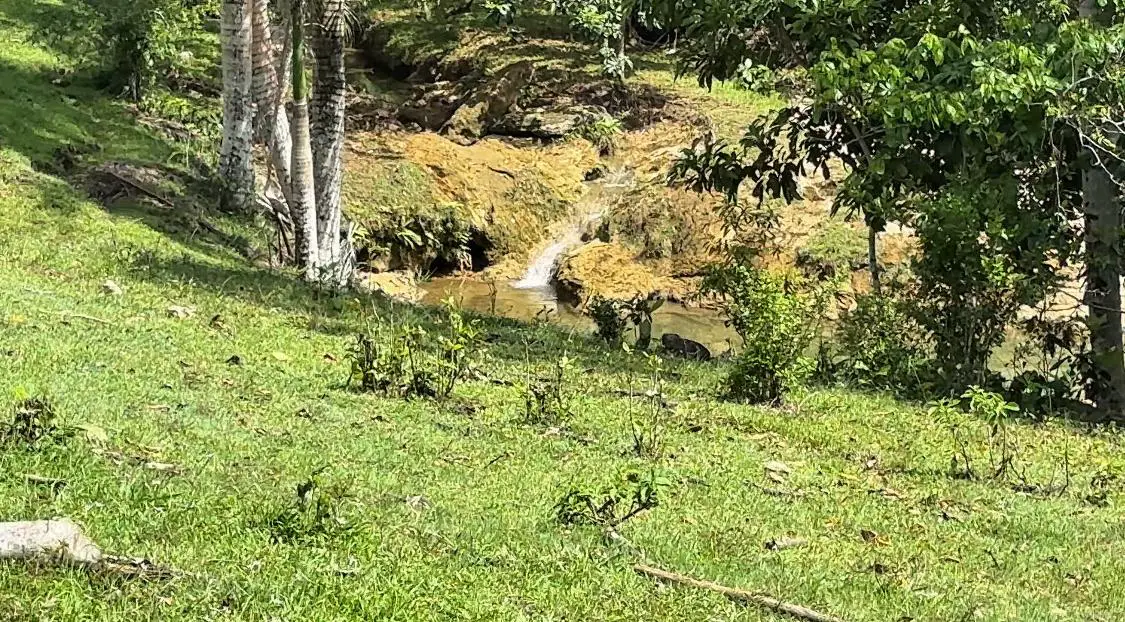 Finca de 106 tareas con vocación Agrícola y Ganadera en Sabana Grande  Foto 7279152-7.jpg