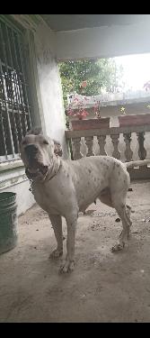 Perra dogo hembra Foto 7279265-1.jpg
