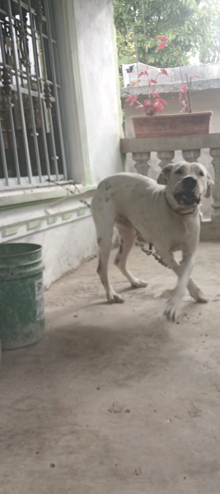 Perra dogo hembra Foto 7279265-2.jpg