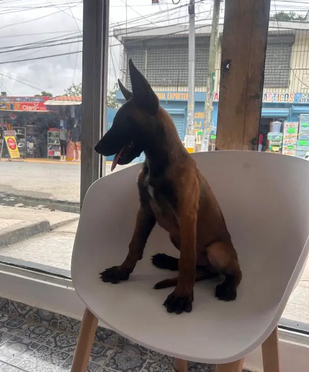 OFERTA CACHORRO PASTOR BELGA MALINOIS AMBOS SEXO EN SANTO DOMINGO Foto 7279268-1.jpg