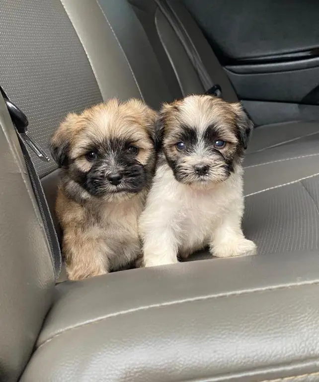 Shipoo Ambos Sexos  Foto 7279271-1.jpg