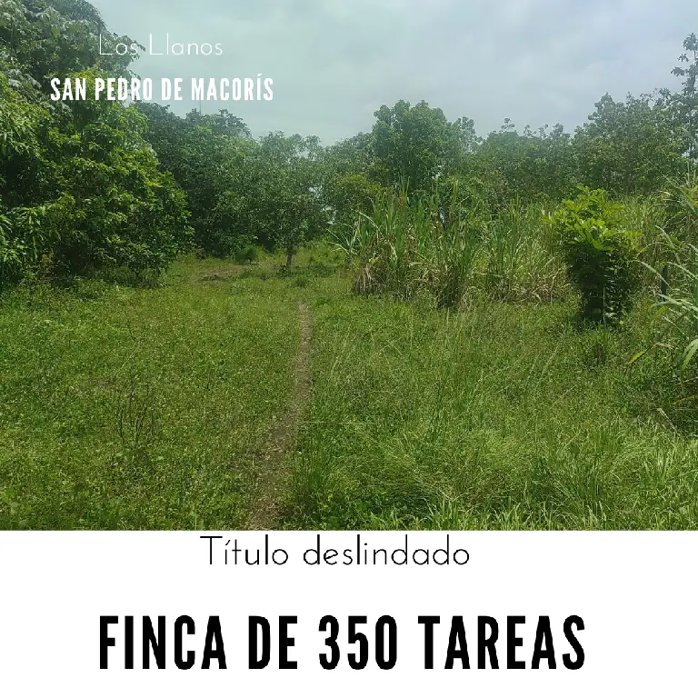 Finca de 350 tareas con 100 tareas sembradas de cañas en Los Llanos Foto 7279337-1.jpg