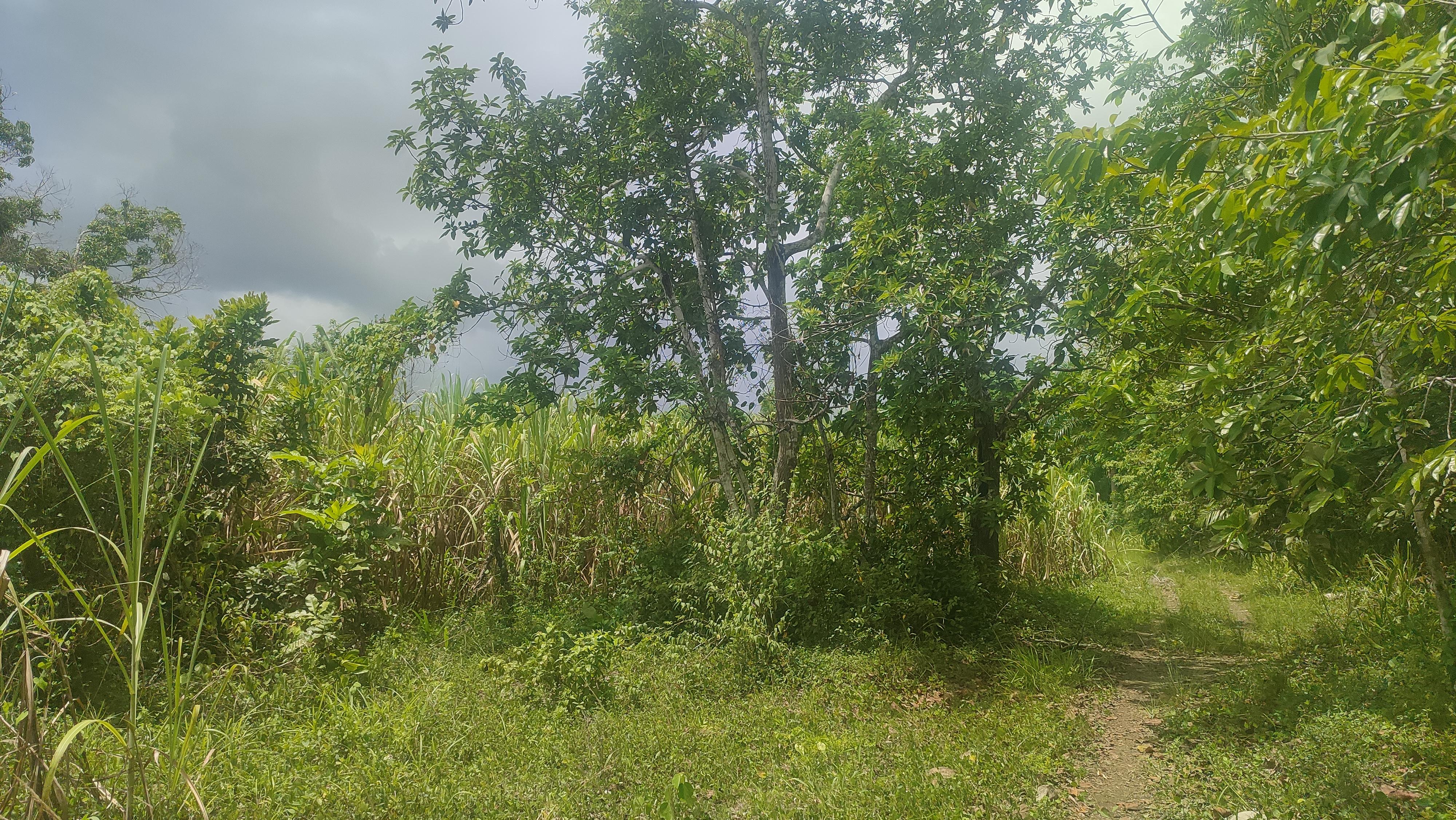 Finca de 350 tareas con 100 tareas sembradas de cañas en Los Llanos Foto 7279337-2.jpg