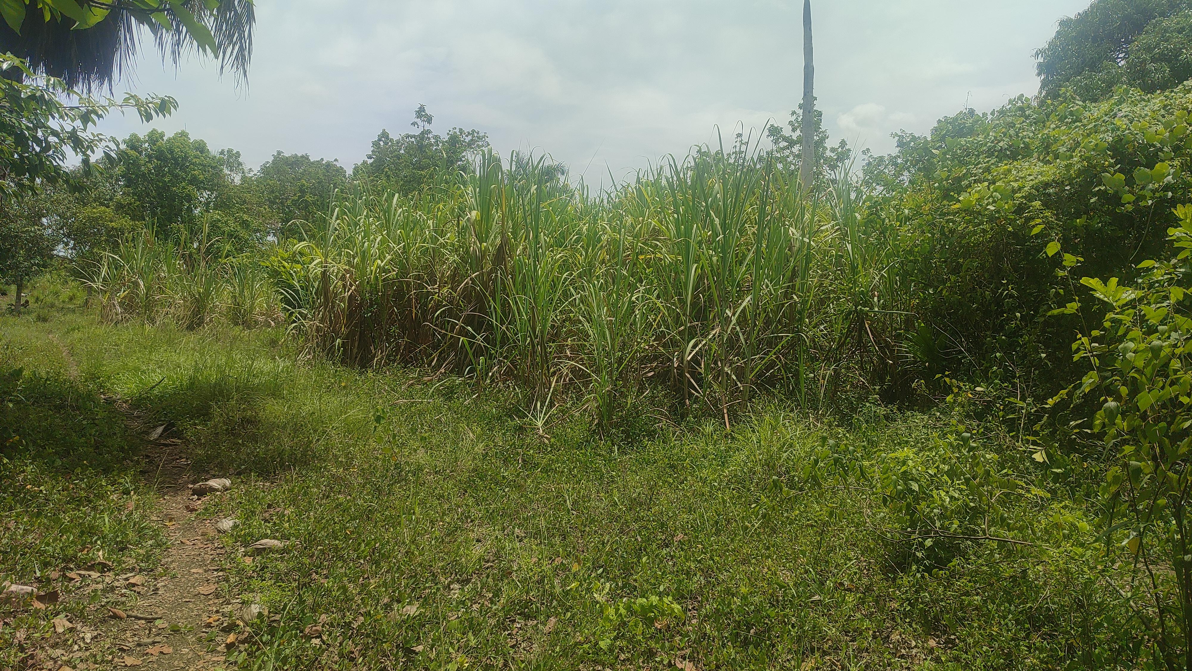 Finca de 350 tareas con 100 tareas sembradas de cañas en Los Llanos Foto 7279337-6.jpg