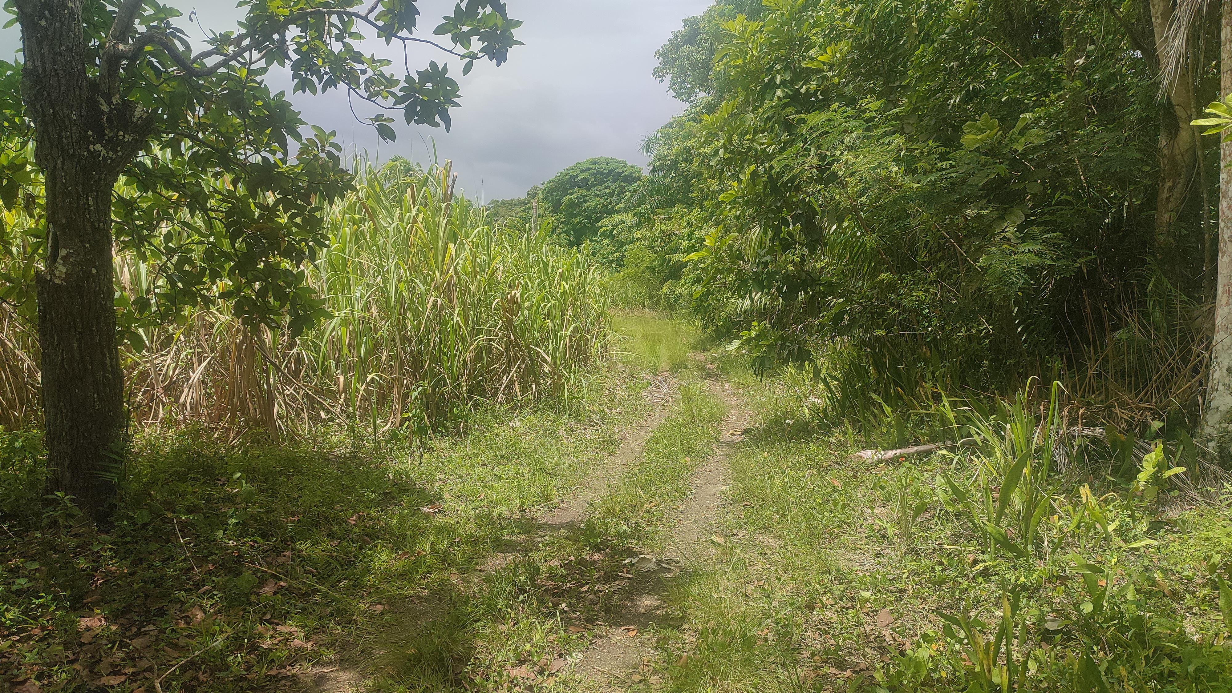 Finca de 350 tareas con 100 tareas sembradas de cañas en Los Llanos Foto 7279337-7.jpg