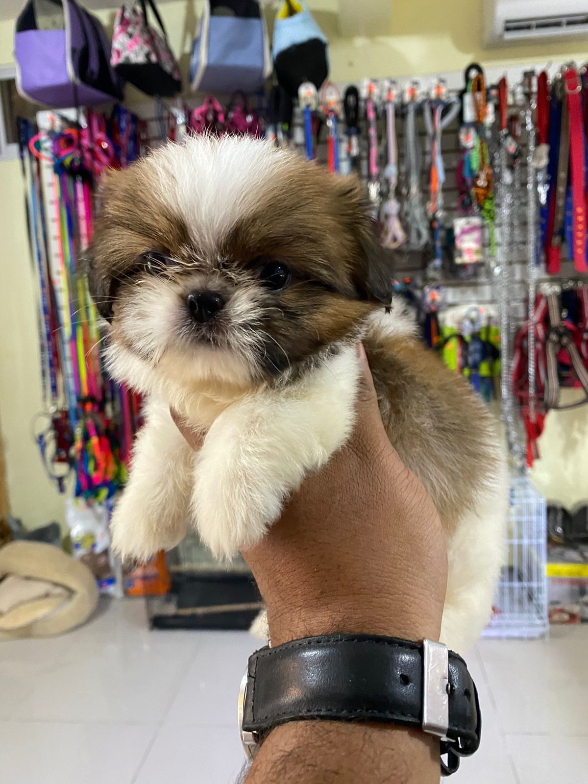 OFERTA CACHORRO SHIH TZU HEMBRA EN SANTO DOMINGO Y VACUNA AL DIA  Foto 7279474-2.jpg