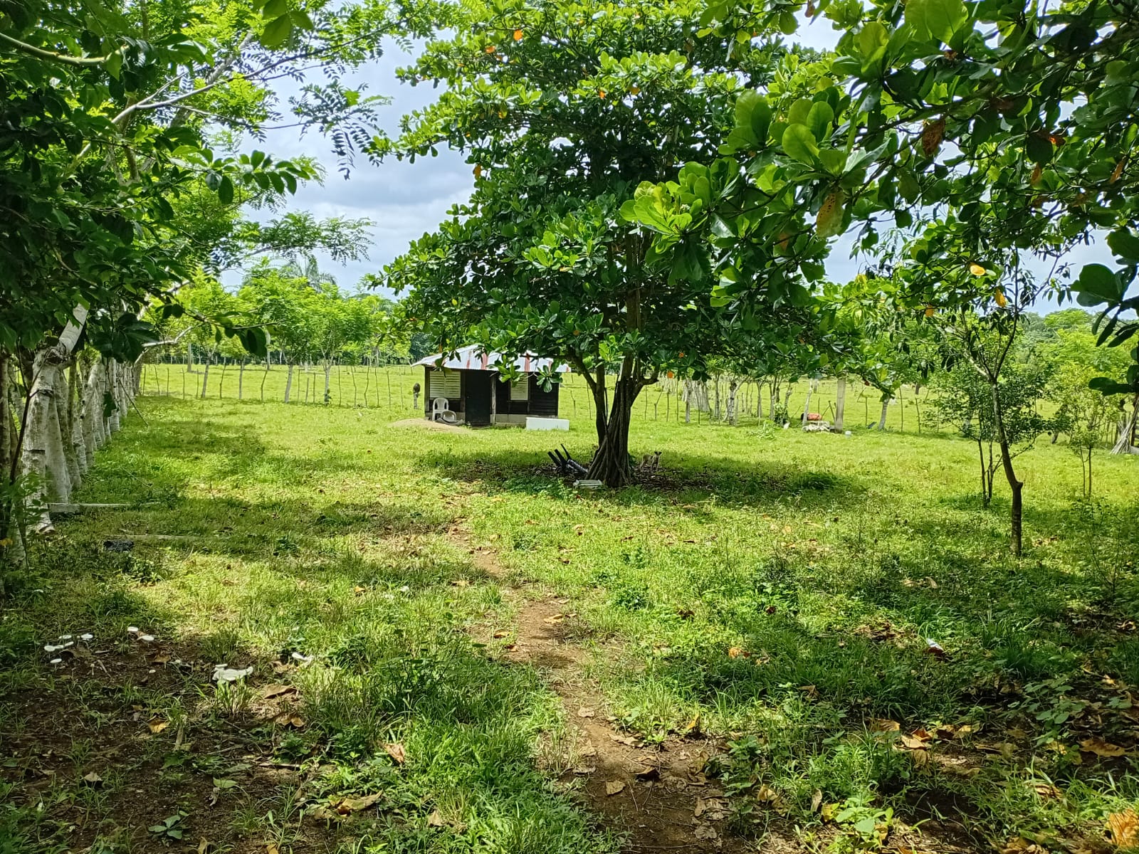 Finca de 84 tareas con vocación Agrícola y Ganadera en Monte plata  Foto 7279570-2.jpg