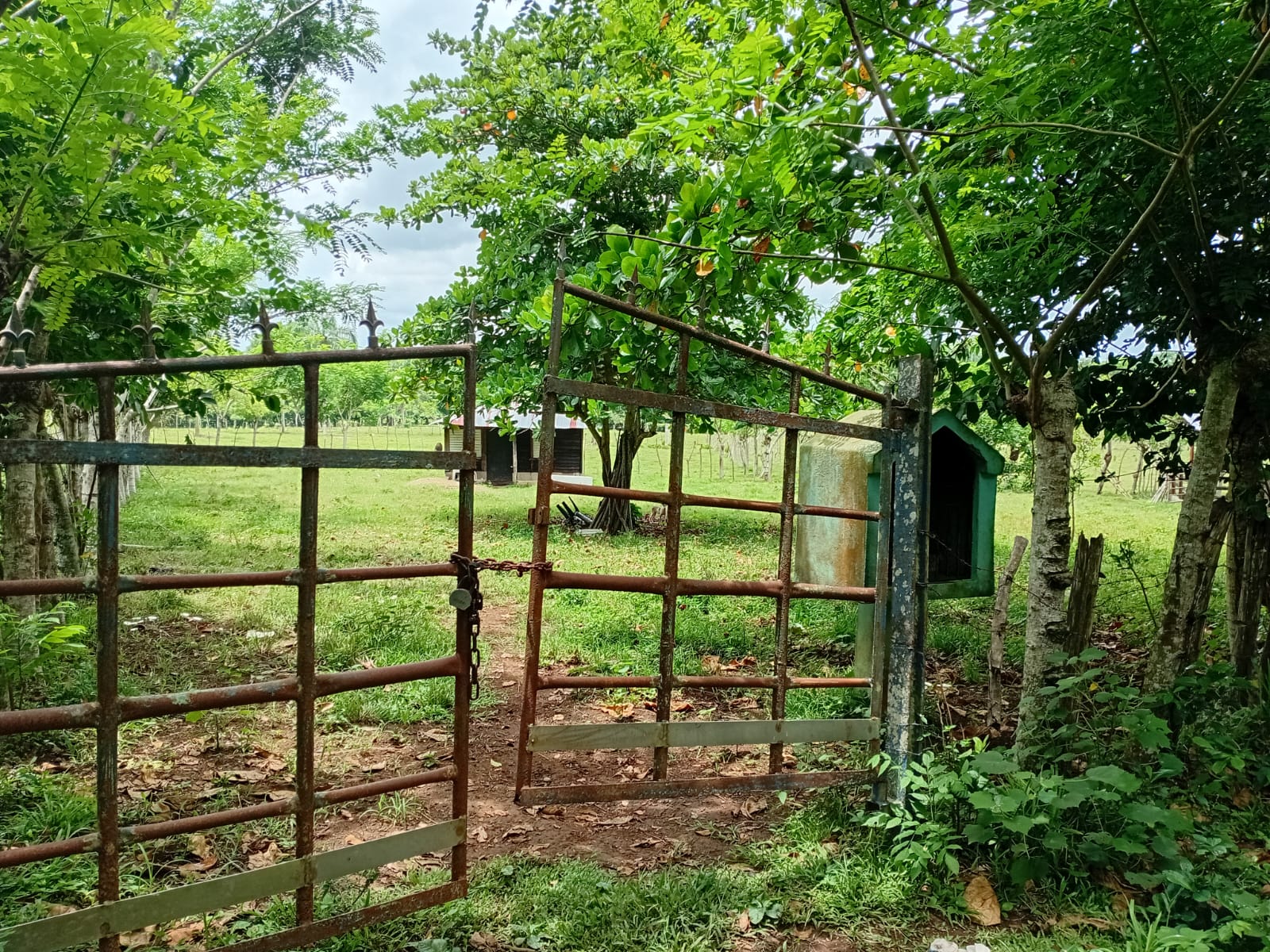 Finca de 84 tareas con vocación Agrícola y Ganadera en Monte plata  Foto 7279570-4.jpg