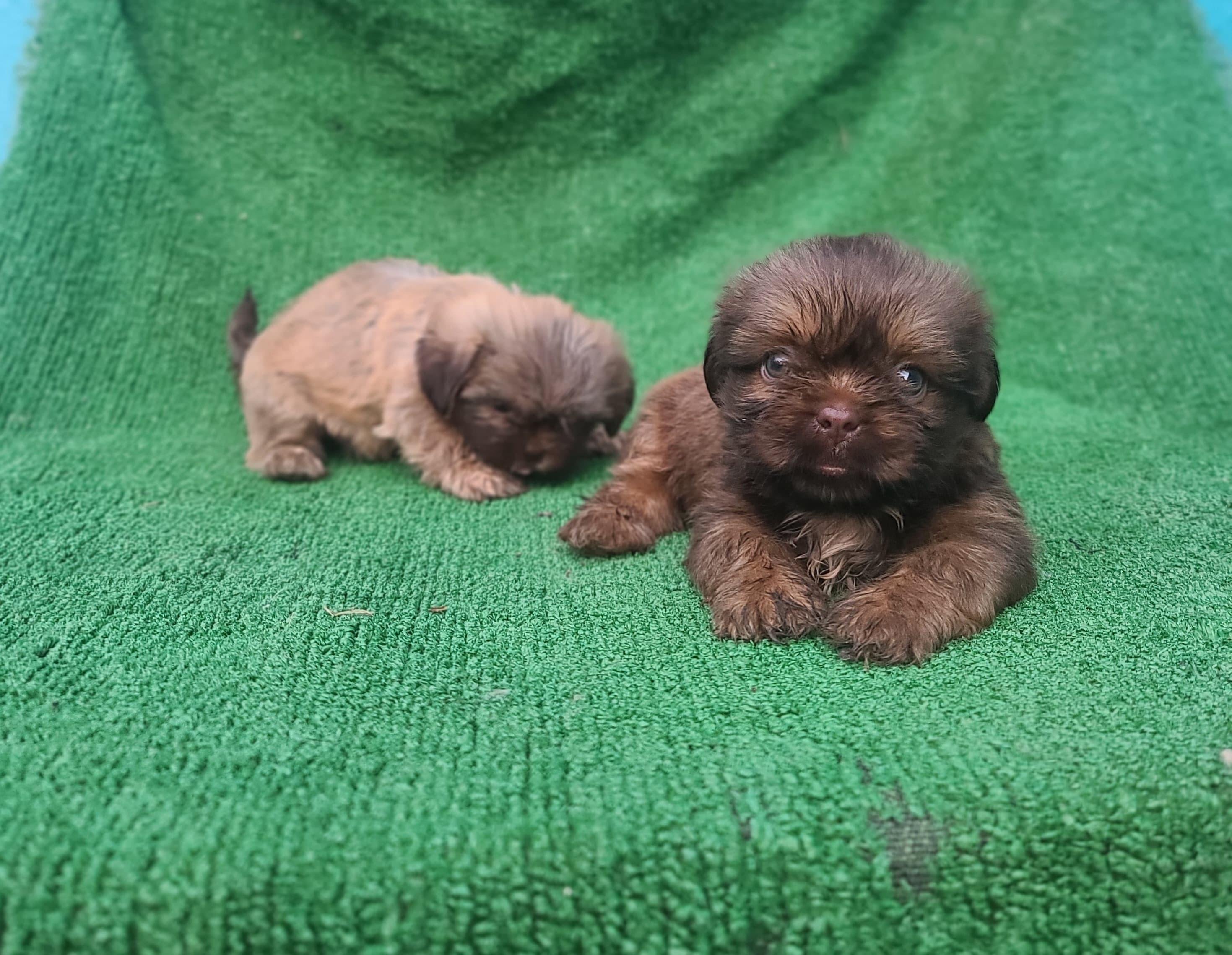 Shipoo   Machos  Foto 7279597-2.jpg