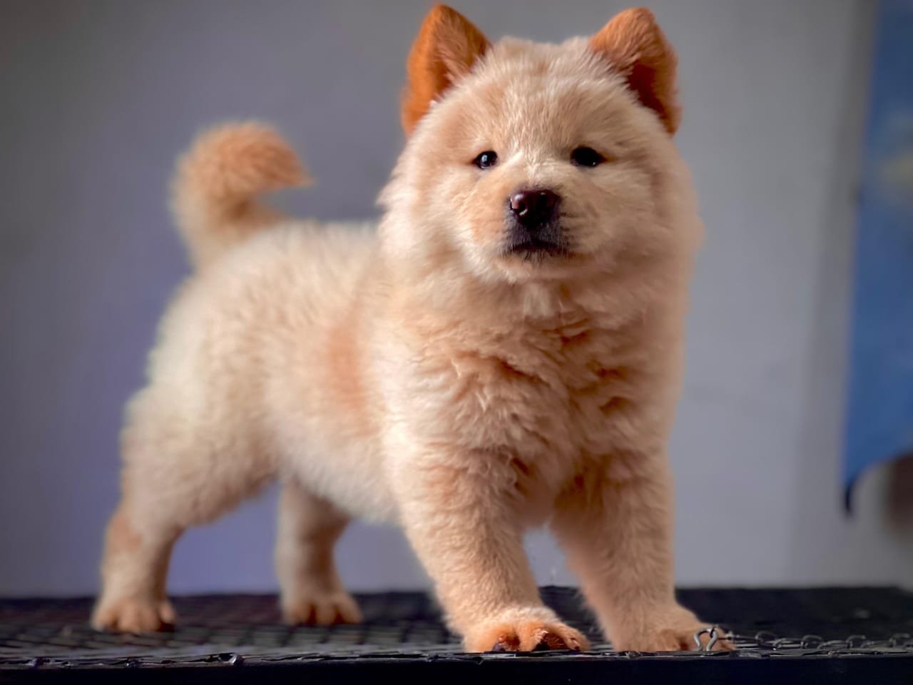 OFERTA CACHORRO CHOW CHOW AMBOS SEXO EN SANTO DOMINGO CON SU VACUNA Foto 7279676-2.jpg