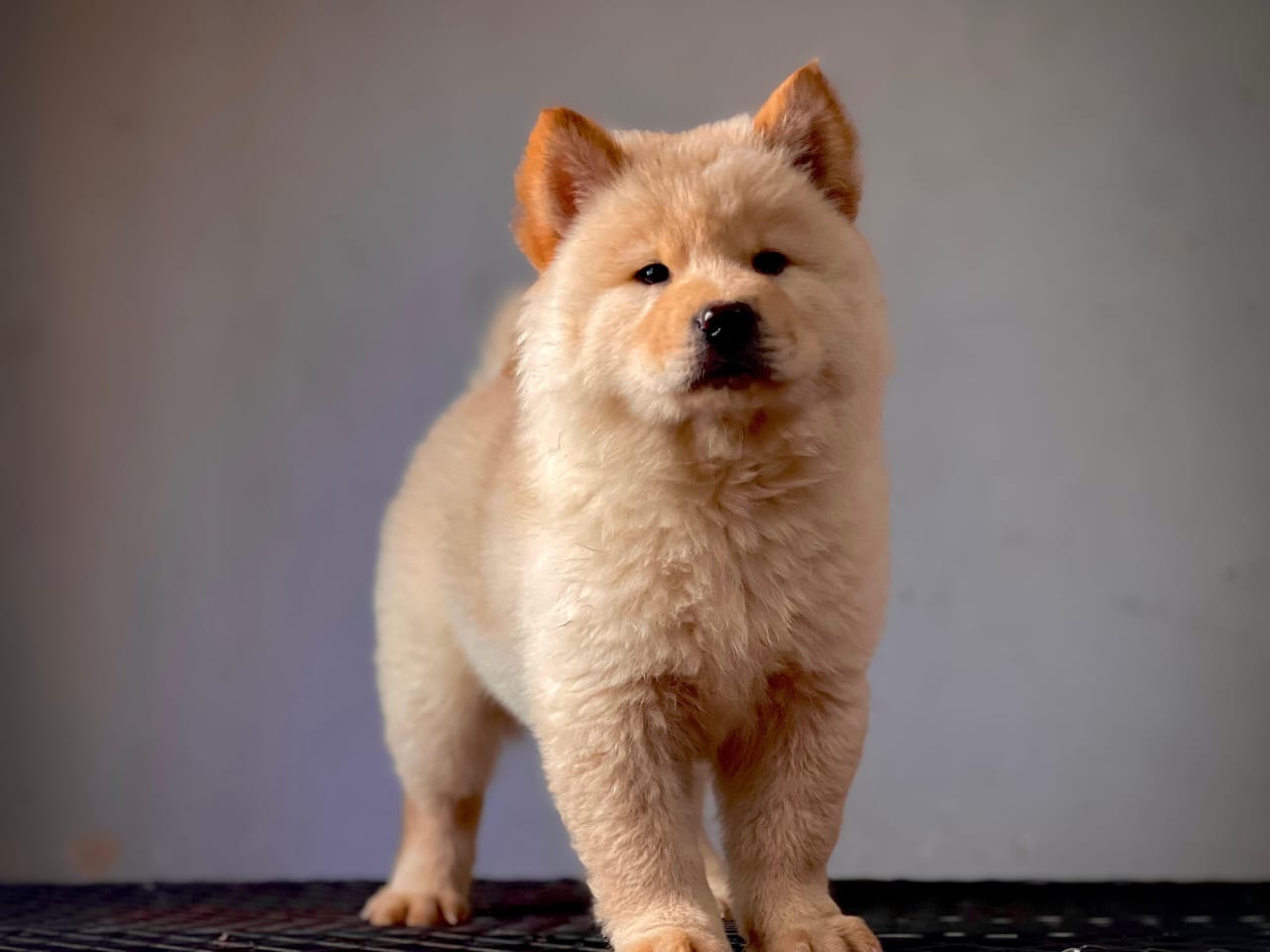 OFERTA CACHORRO CHOW CHOW AMBOS SEXO EN SANTO DOMINGO CON SU VACUNA Foto 7279676-3.jpg