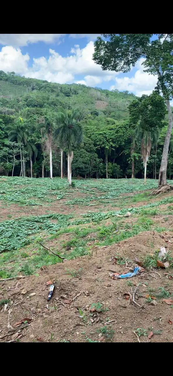 Finca de 47 tareas sembradas de Auyama en Monte Plata Foto 7279740-2.jpg