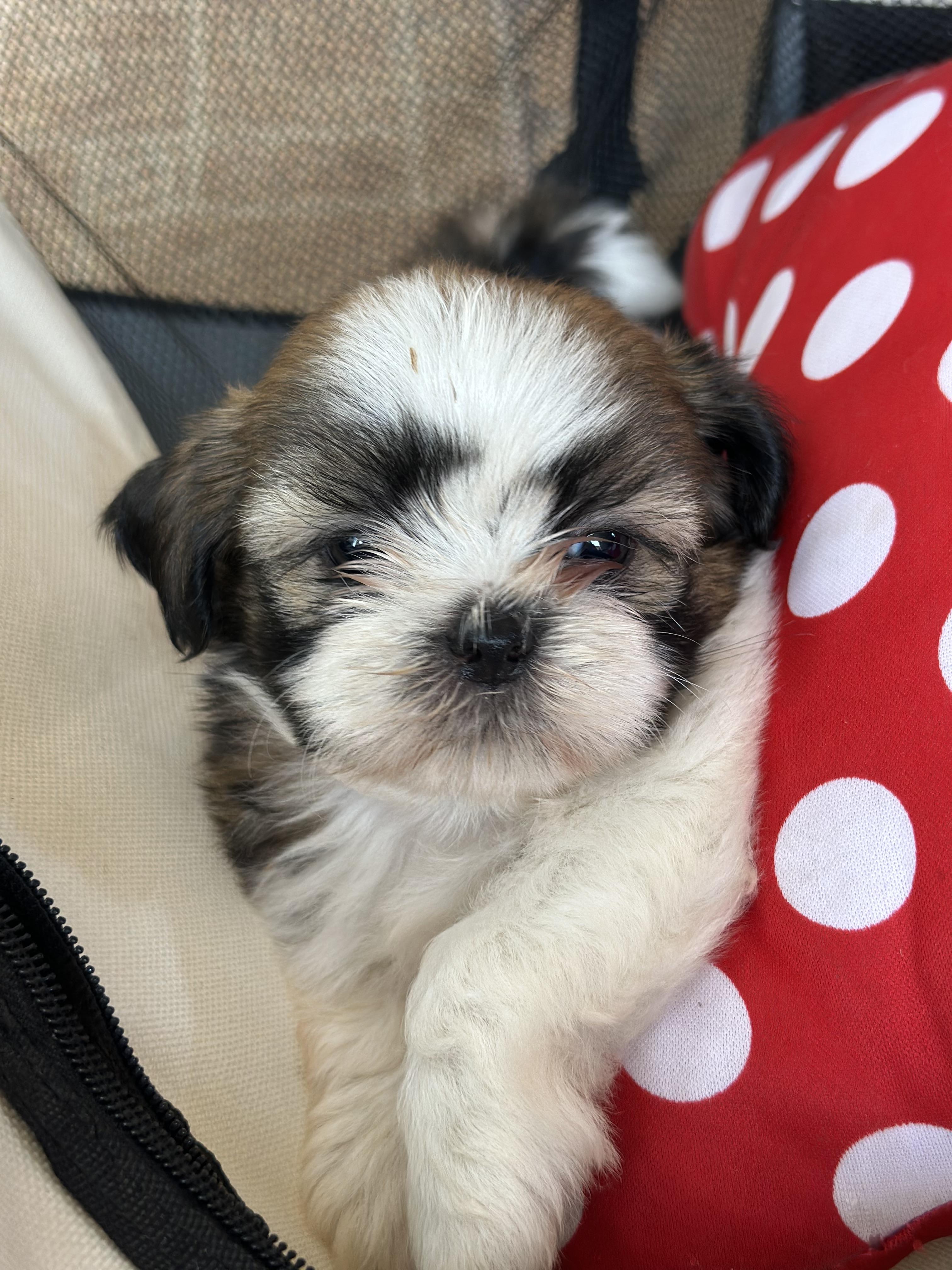 Shih tzu hembra y Macho Foto 7279759-2.jpg