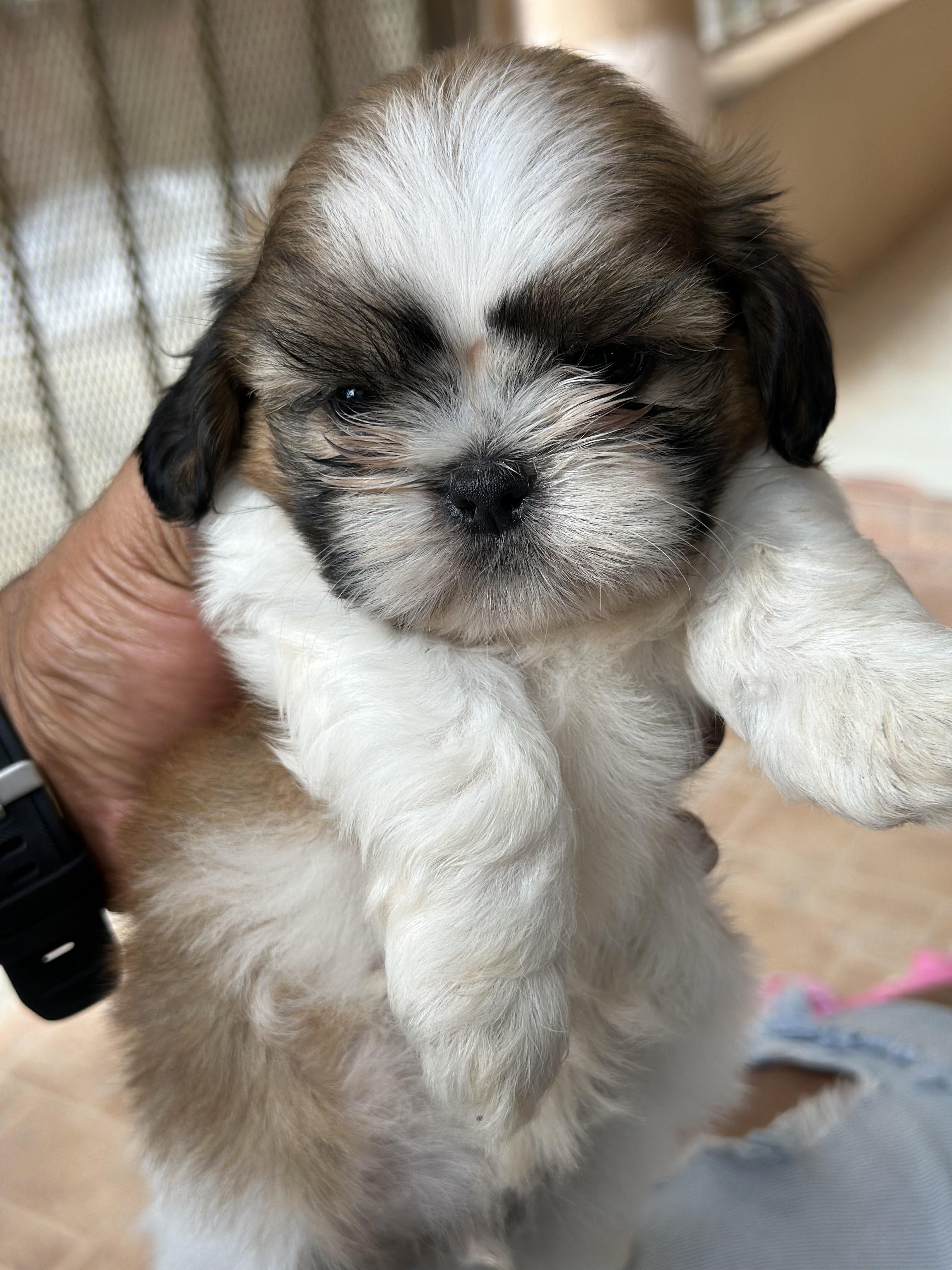 Shih tzu hembra y Macho Foto 7279759-3.jpg