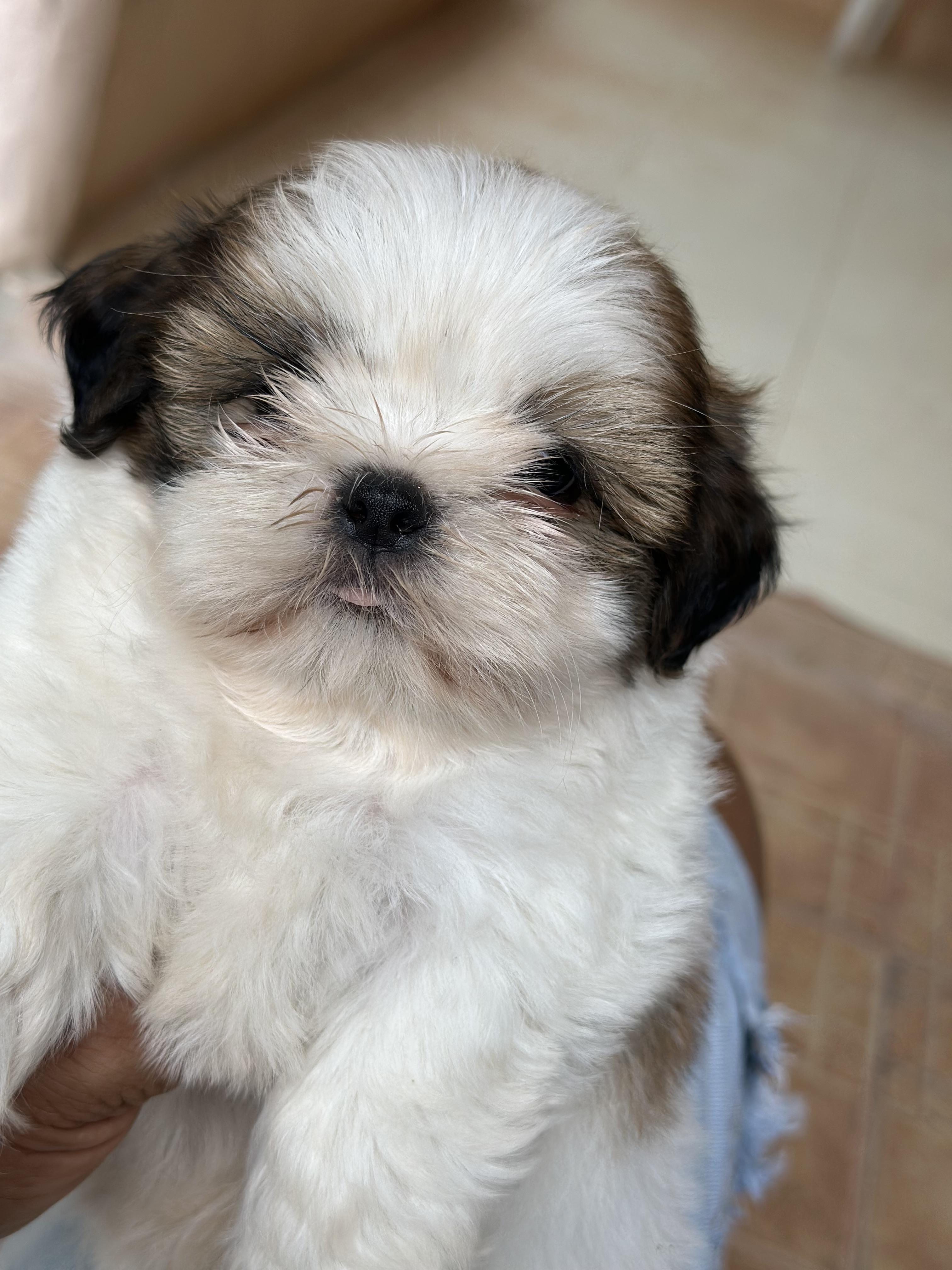 Shih tzu hembra y Macho Foto 7279759-4.jpg