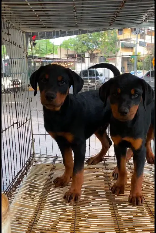 OFERTA CACHORRO ROTTWEILER MACHO CON SUS VACUNAS AL DIA EN SANTO DOMIN Foto 7279795-1.jpg