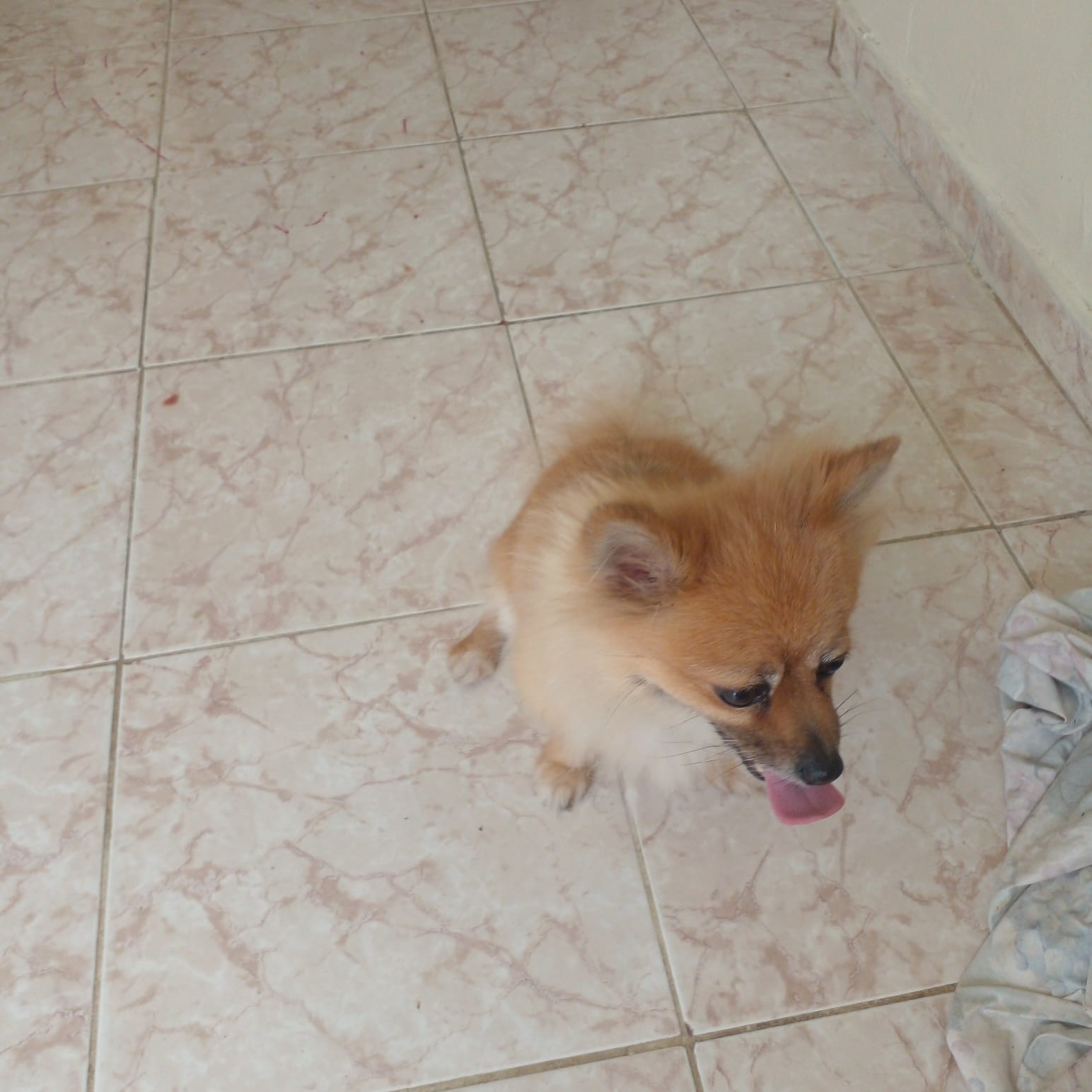  Perro venta Split alemán  Foto 7279848-2.jpg
