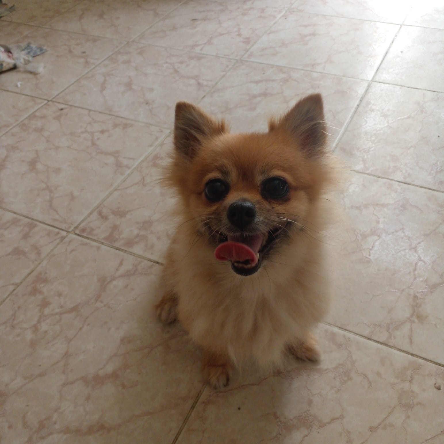  Perro venta Split alemán  Foto 7279848-4.jpg