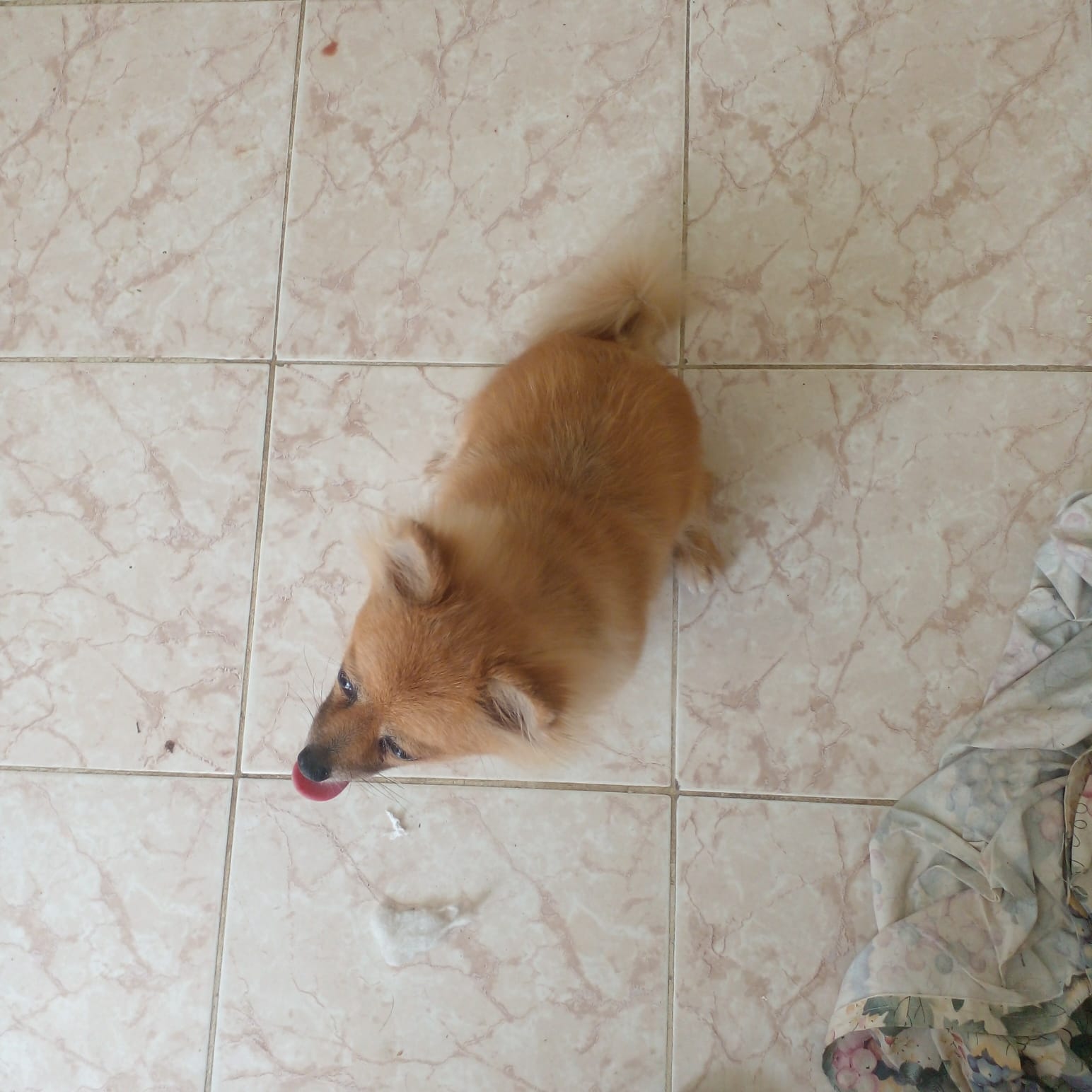  Perro venta Split alemán  Foto 7279848-5.jpg