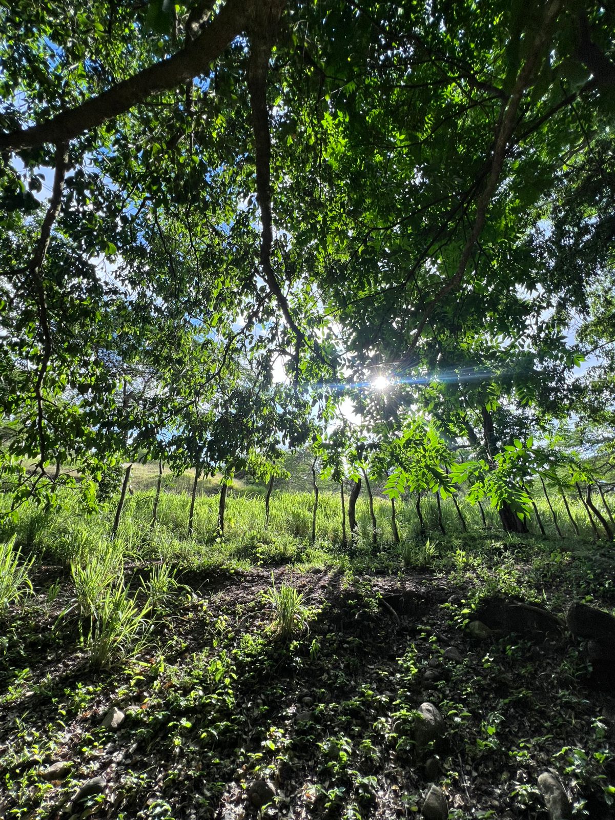 Oportunidad finca de 1944 tareas Eco-turísticas en Sajoma  Foto 7280318-5.jpg