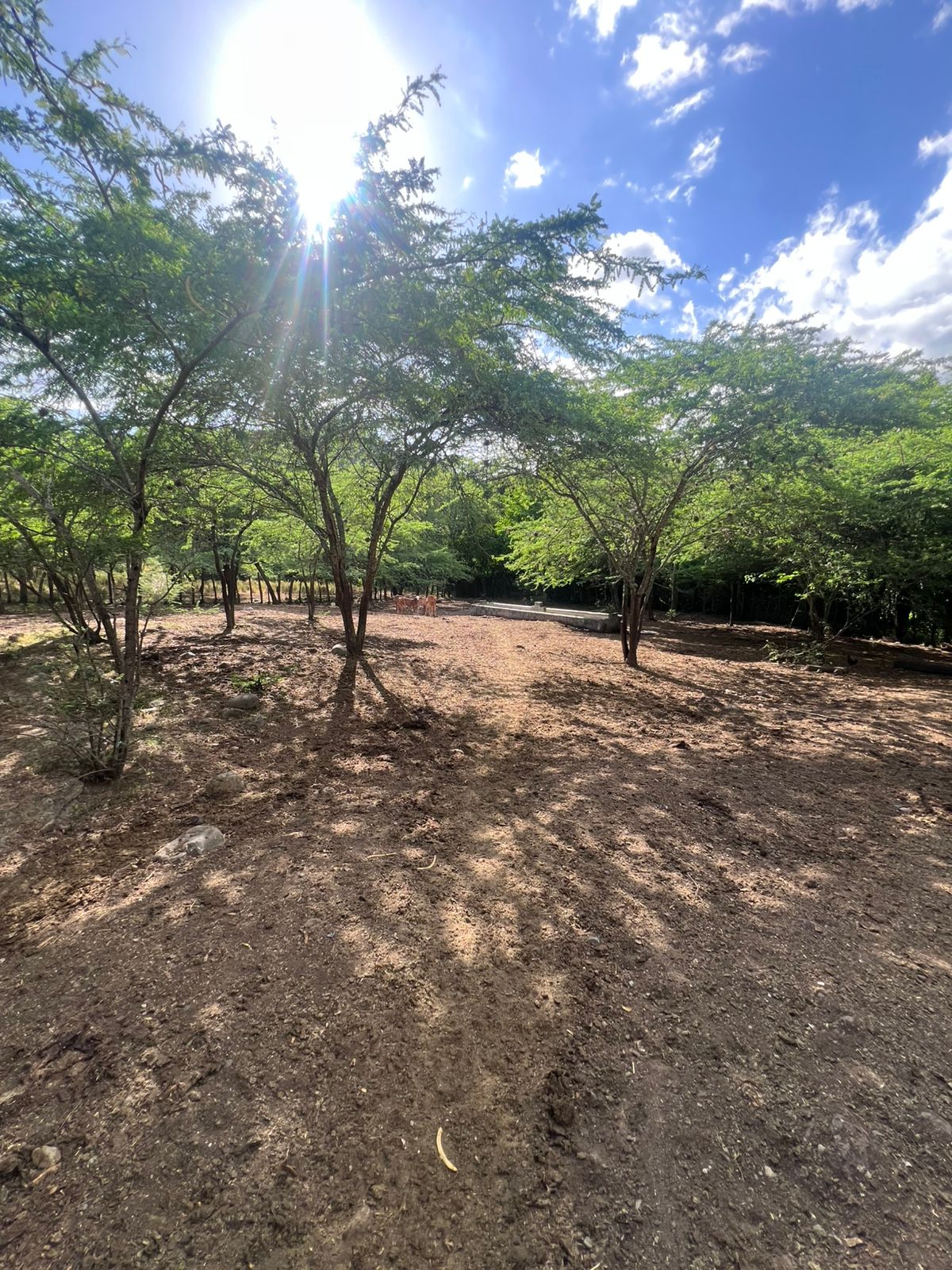 Oportunidad finca de 1944 tareas Eco-turísticas en Sajoma  Foto 7280318-9.jpg