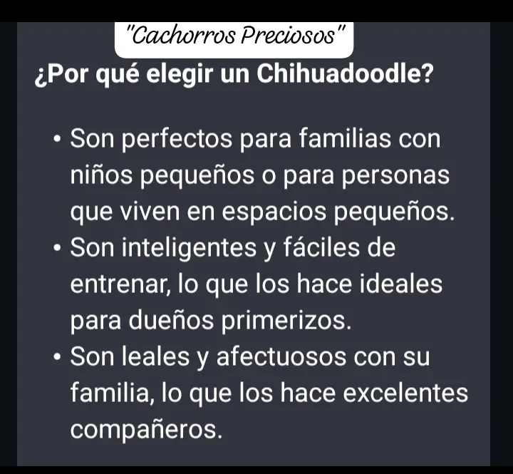 Chihuadoodle Miniature  Foto 7280510-3.jpg