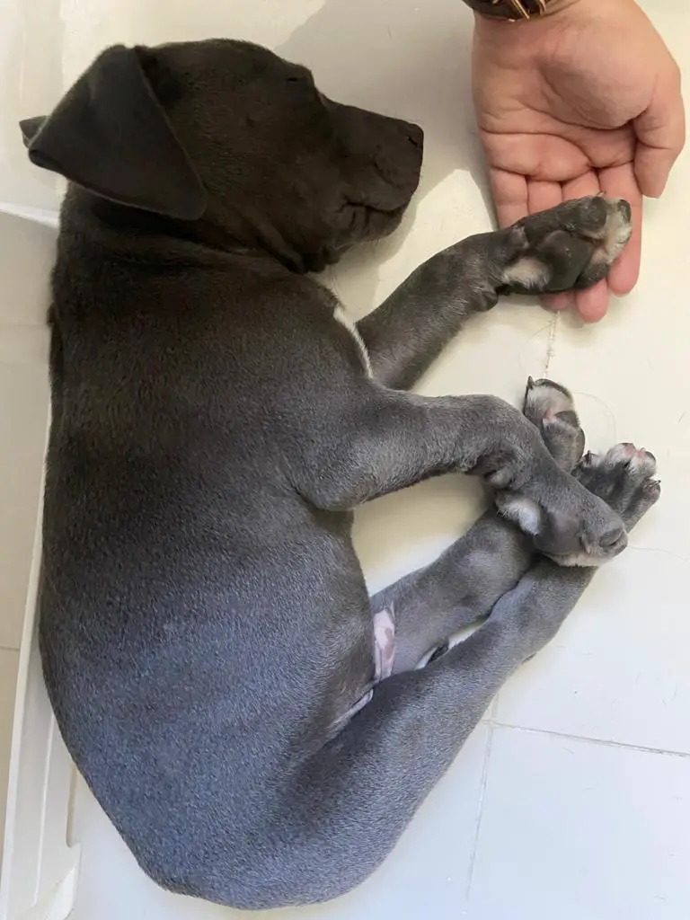 Vendo perro American Staffordshire terrier / Pitbull   Foto 7280592-2.jpg