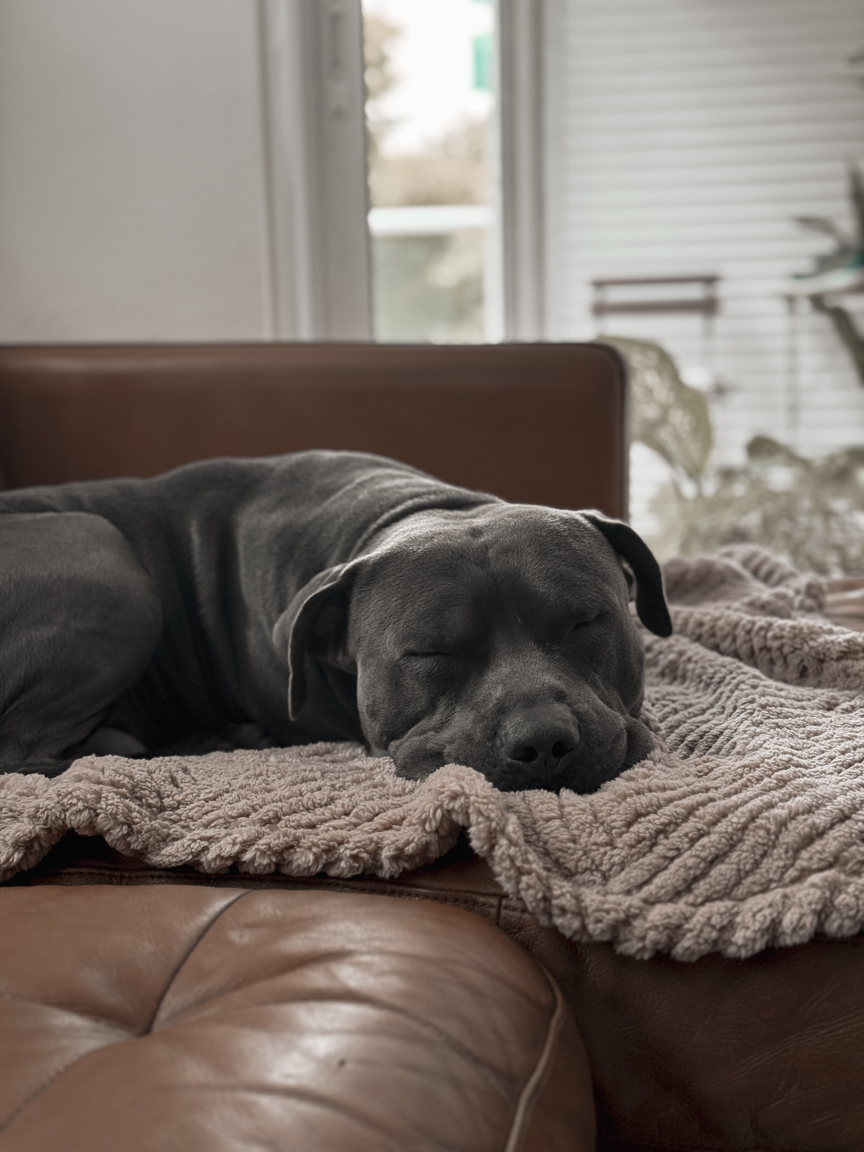 Vendo perro American Staffordshire terrier / Pitbull   Foto 7280592-3.jpg