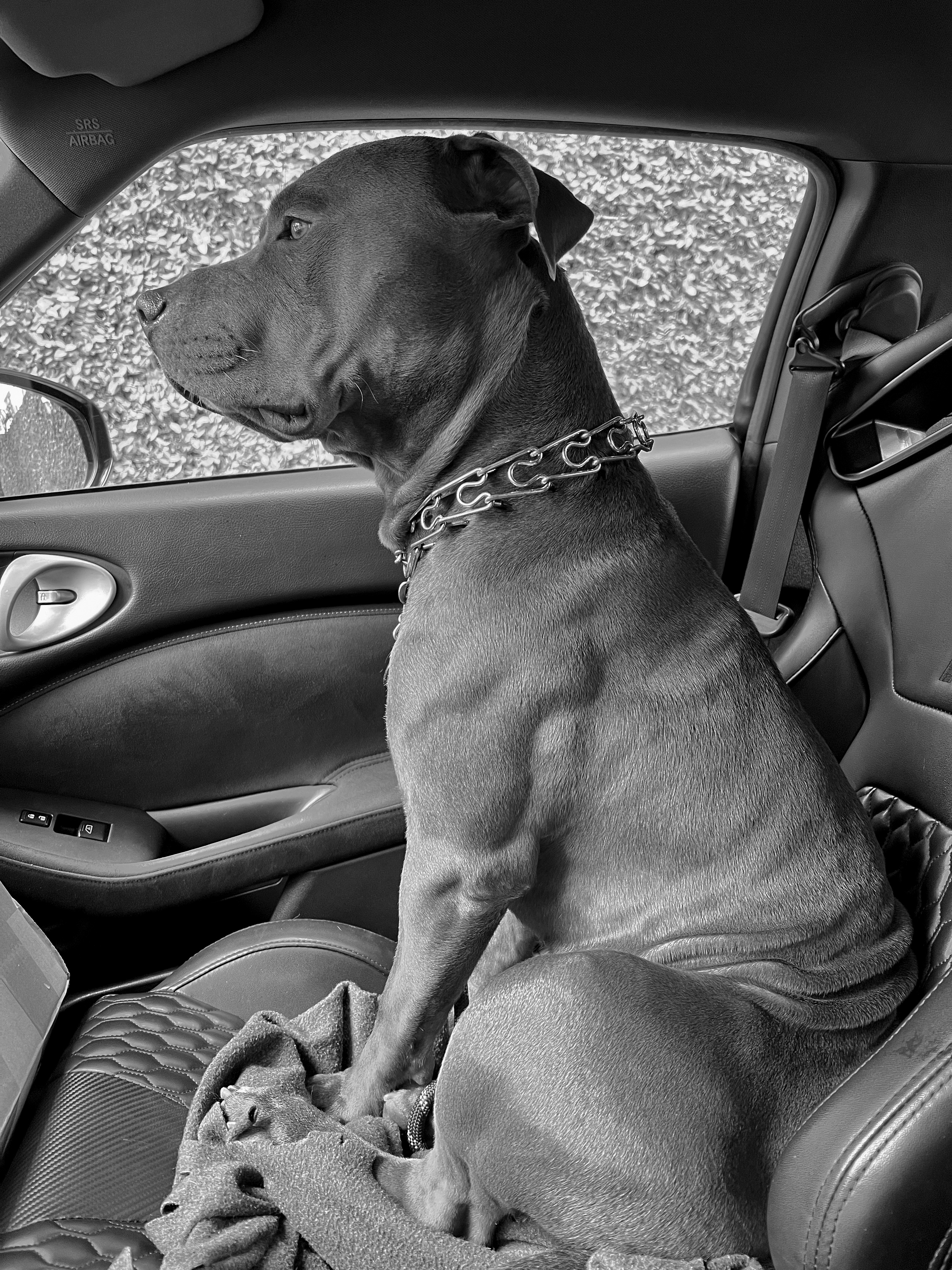 Vendo perro American Staffordshire terrier / Pitbull   Foto 7280592-4.jpg