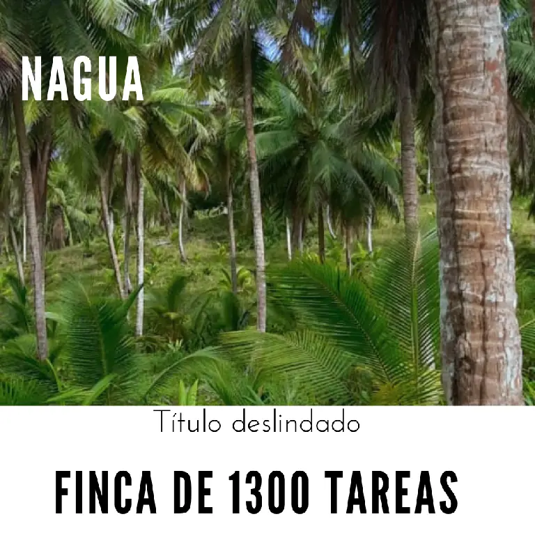 Finca de 1300 tareas sembradas de Cocó y Cacao con casa campestre en N Foto 7280593-1.jpg