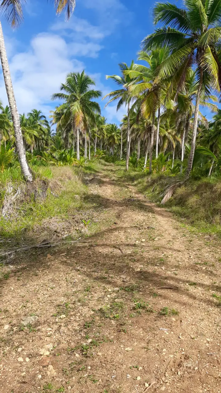 Finca de 1300 tareas sembradas de Cocó y Cacao con casa campestre en N Foto 7280593-3.jpg