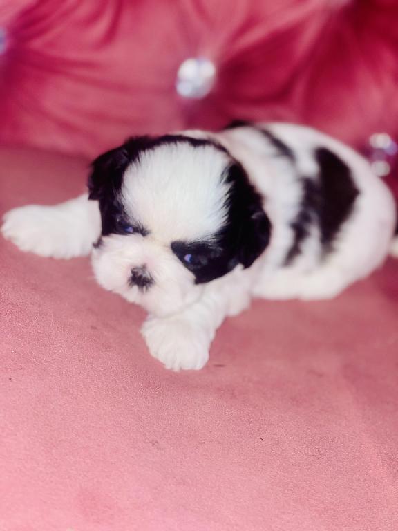 Perritos ???? Shih tzu mini  en Santo Domingo Este Foto 7280597-1.jpg